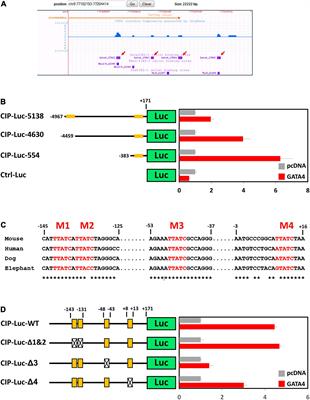 Cardiac ISL1-Interacting Protein, a Cardioprotective Factor, Inhibits the Transition From Cardiac Hypertrophy to Heart Failure